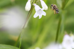 Eucera hamata