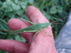 Neoconocephalus retusus