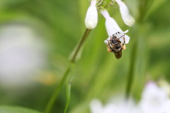 Eucera hamata