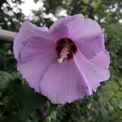 Hibiscus syriacus