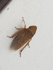 Aphrodes