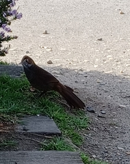 Dasyornis broadbenti