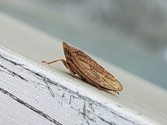 Aphrodes