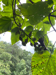Paulownia tomentosa