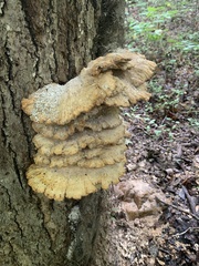 Climacodon septentrionalis