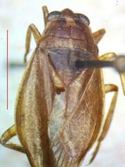 Belostoma