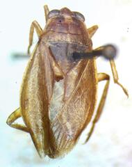 Belostoma