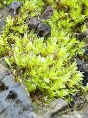 Ptychostomum