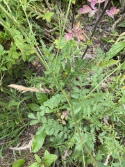 Sanguisorba minor