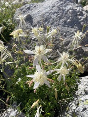Aquilegia pubescens
