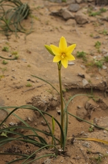 Zephyranthes bagnoldii