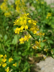 Barbarea vulgaris