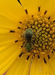 Augochlorella aurata