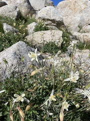 Aquilegia pubescens