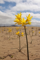 Zephyranthes bagnoldii