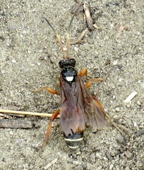 Ichneumon