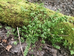 Galium triflorum