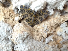 Pantherodes