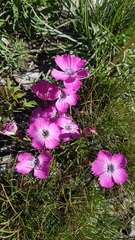 Dianthus pavonius