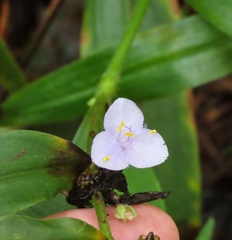 Tradescantia