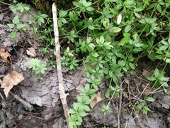 Galium triflorum