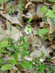 Cerastium fontanum