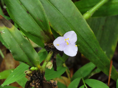 Tradescantia
