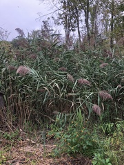 Phragmites