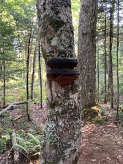 Phellinus