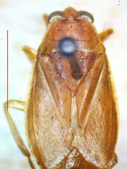 Belostoma