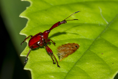 Centrocorynus scutellaris