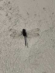 Erythemis plebeja