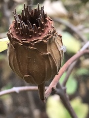 Calycanthus occidentalis