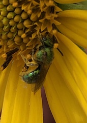 Augochlorella aurata