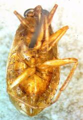 Belostoma