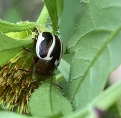 Calligrapha bidenticola