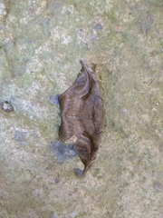 Oxydia scriptipennaria