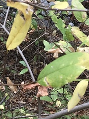 Calycanthus occidentalis