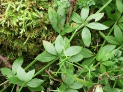 Galium triflorum