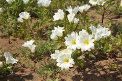 Nolana baccata