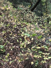 Calycanthus occidentalis