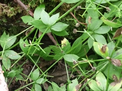 Galium triflorum