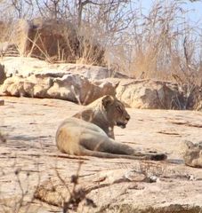 Panthera leo melanochaita