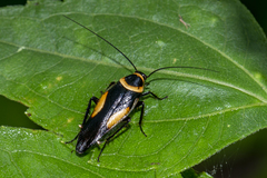 Hemithyrsocera vittata