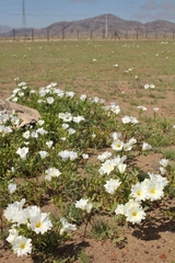 Nolana baccata