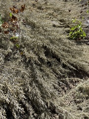 Artemisia californica