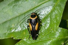 Hemithyrsocera vittata