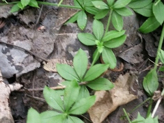 Galium triflorum