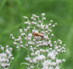 Chauliognathus marginatus