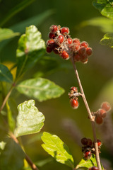 Rhus aromatica